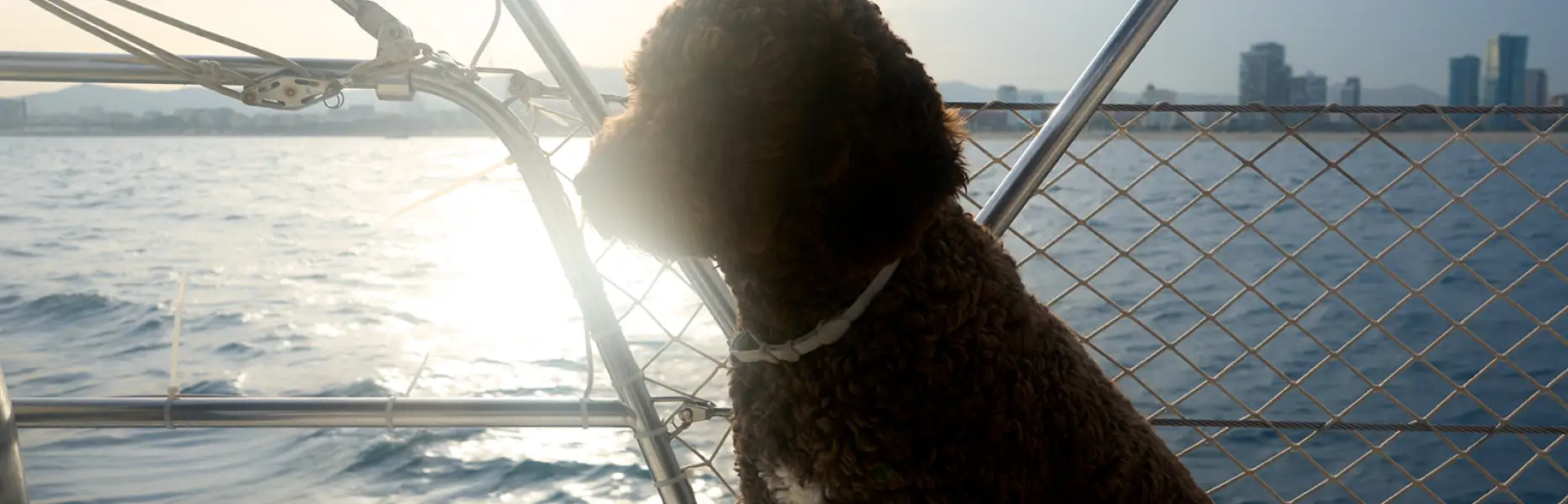 Brauner Hund genießt den Sonnenuntergang auf einem Boot vor der Skyline von Barcelona