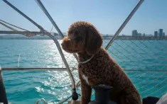 Perro sentado en un velero navegando frente al skyline de Barcelona en un día soleado